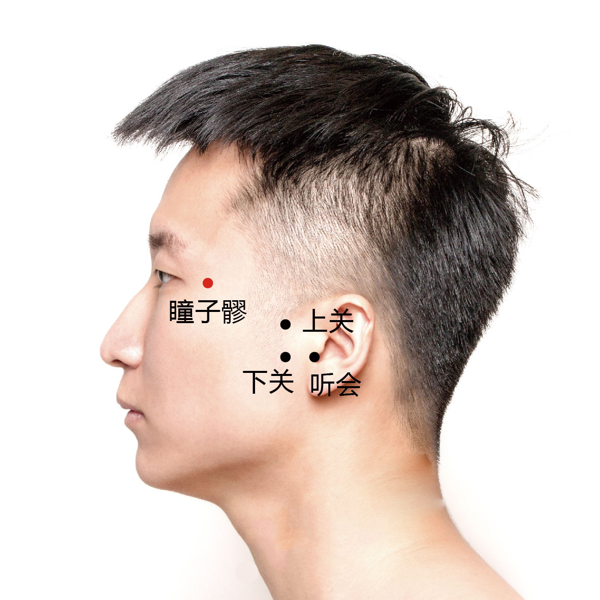 瞳子髎