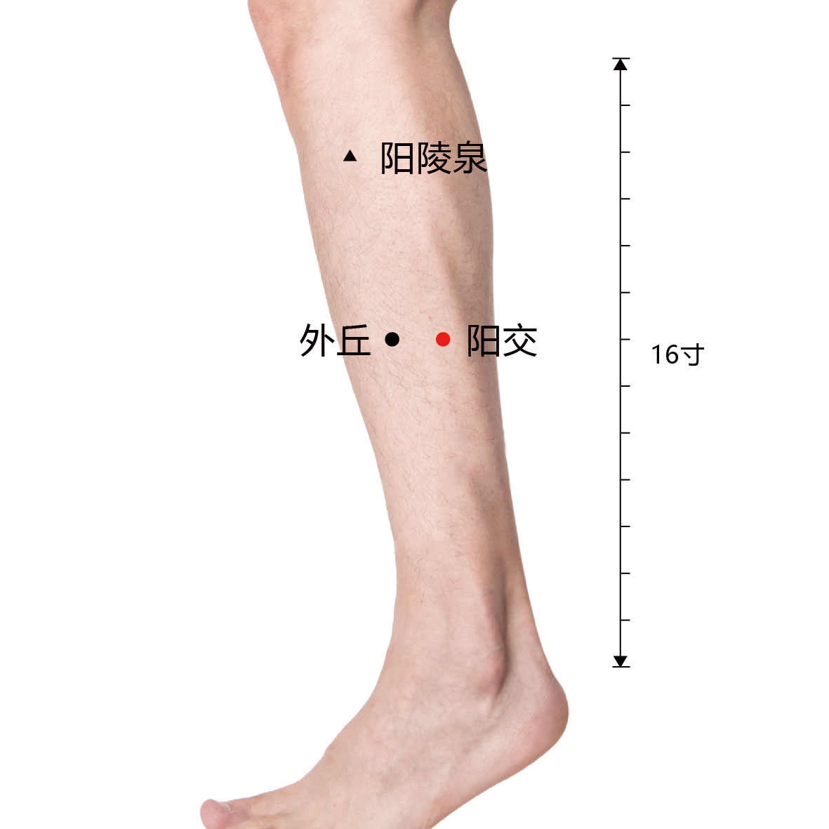 阳交