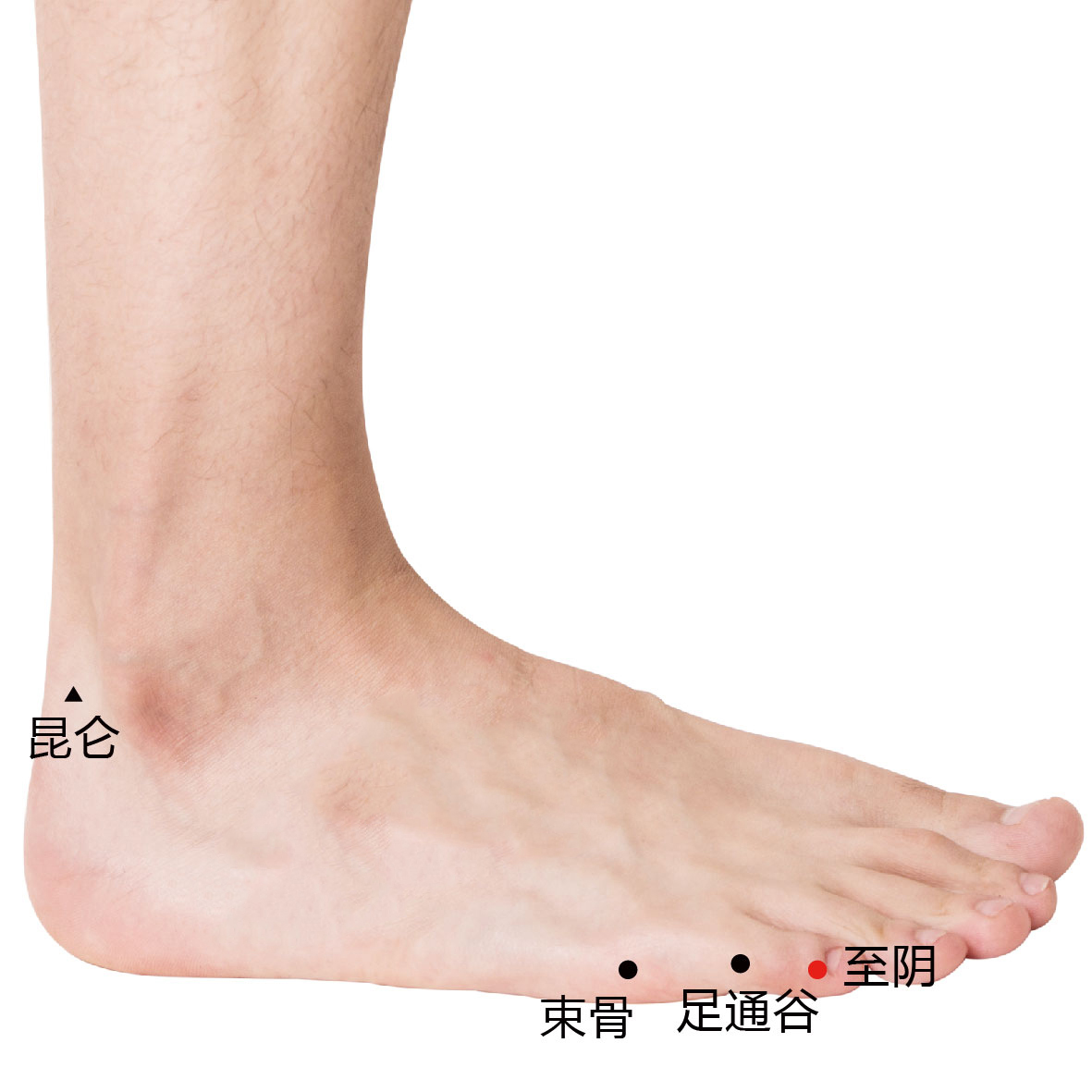 束骨