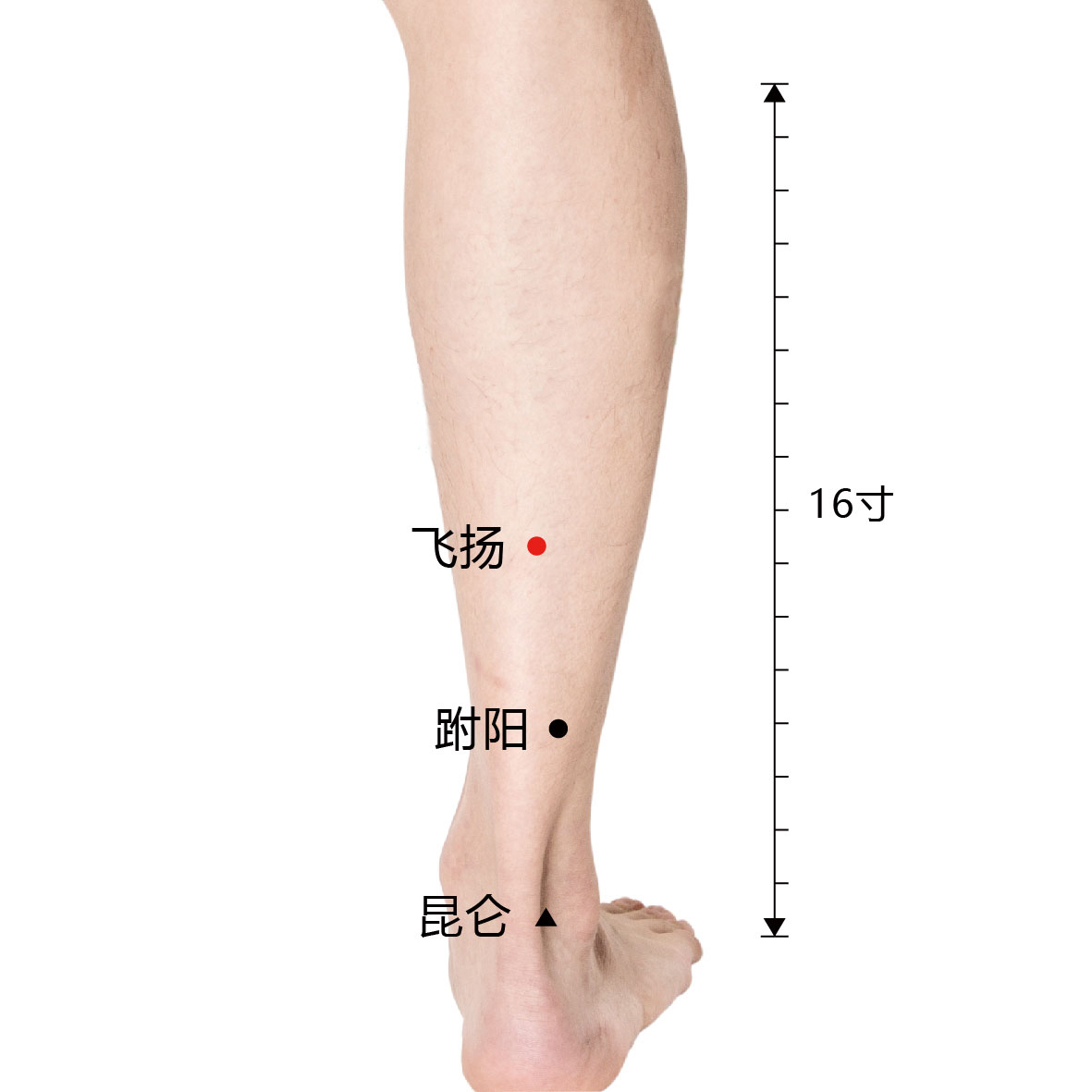 跗阳