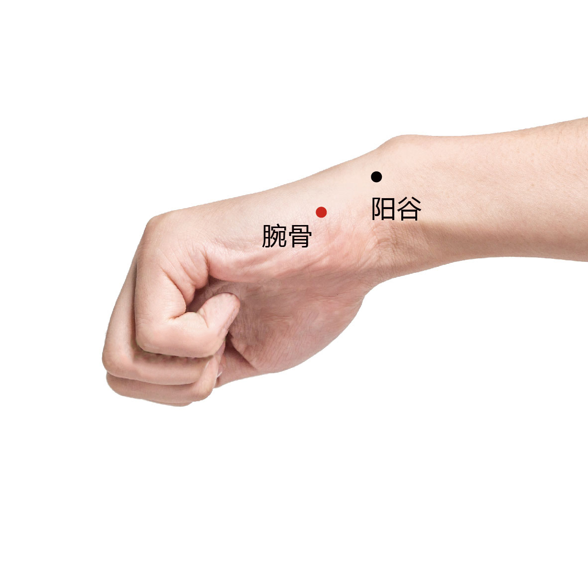 腕骨
