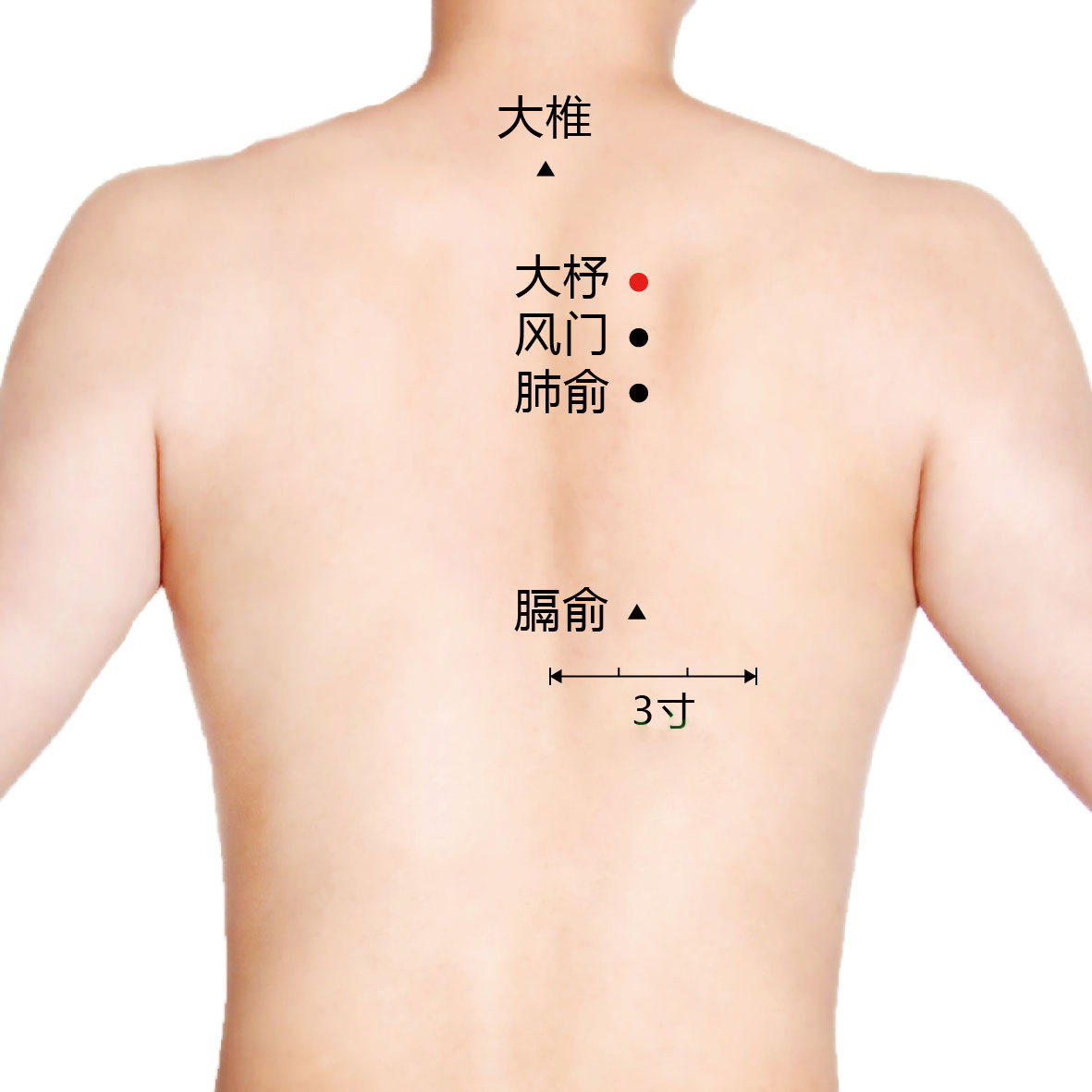 肺俞