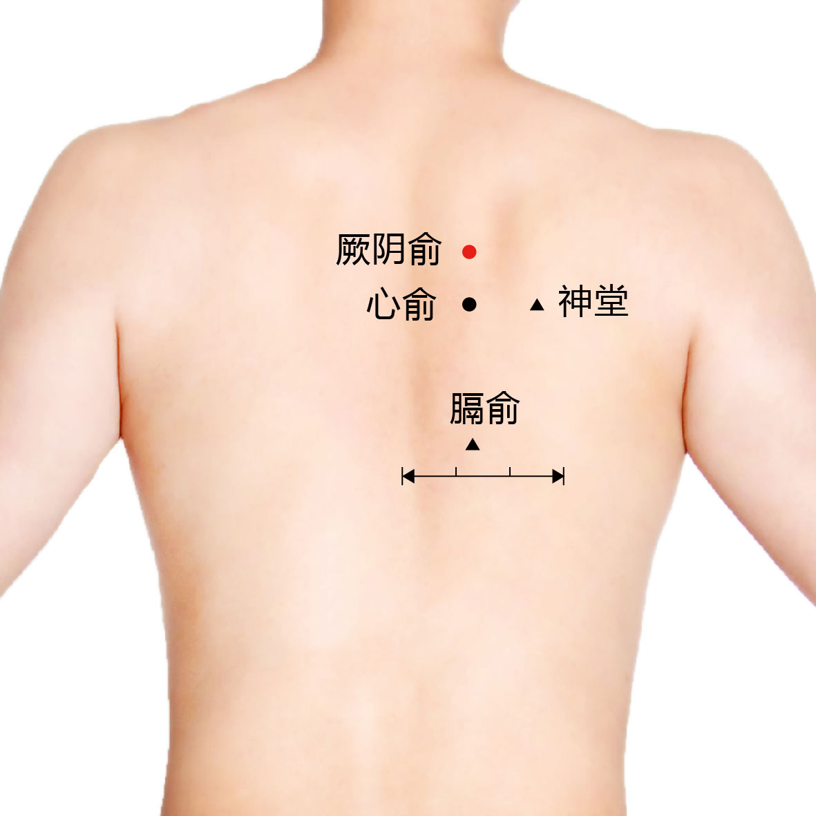 心俞