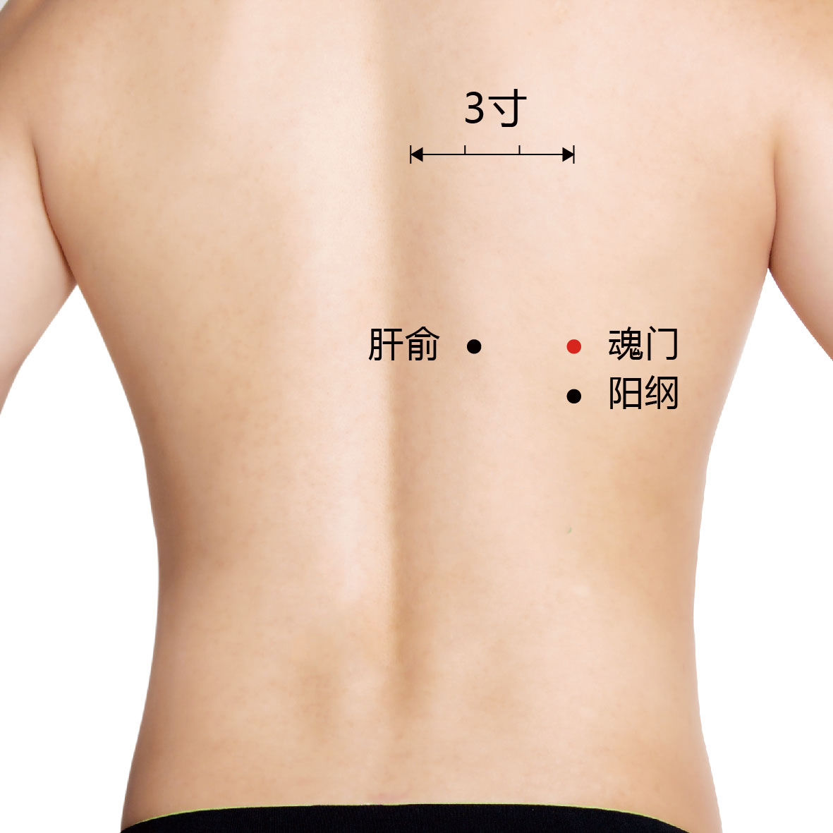 阳纲