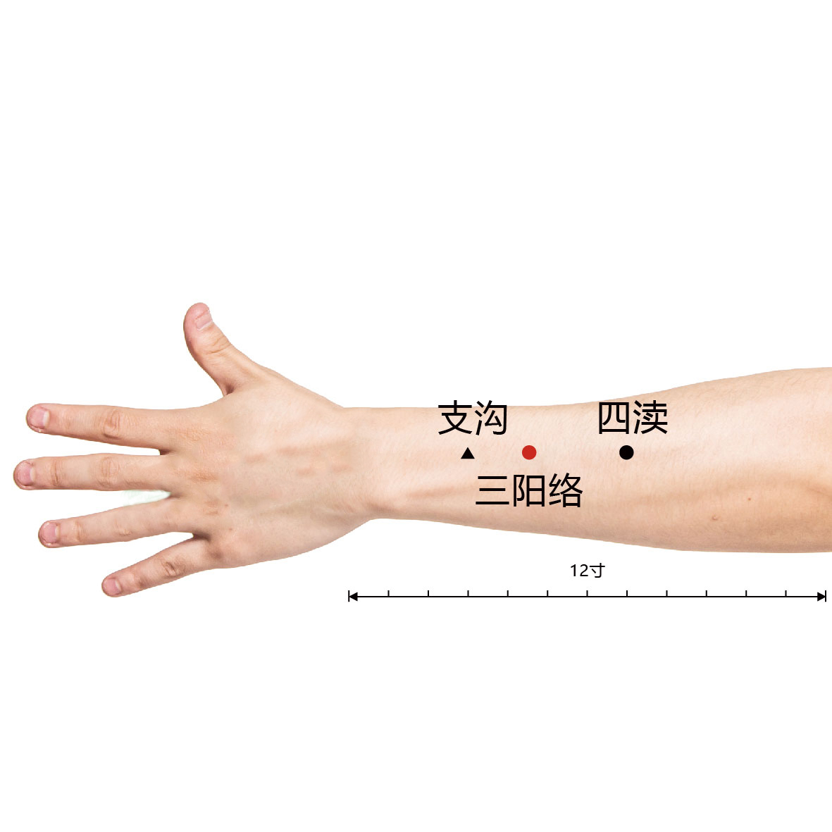 三阳络