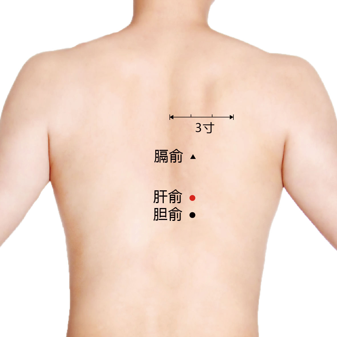 胆俞