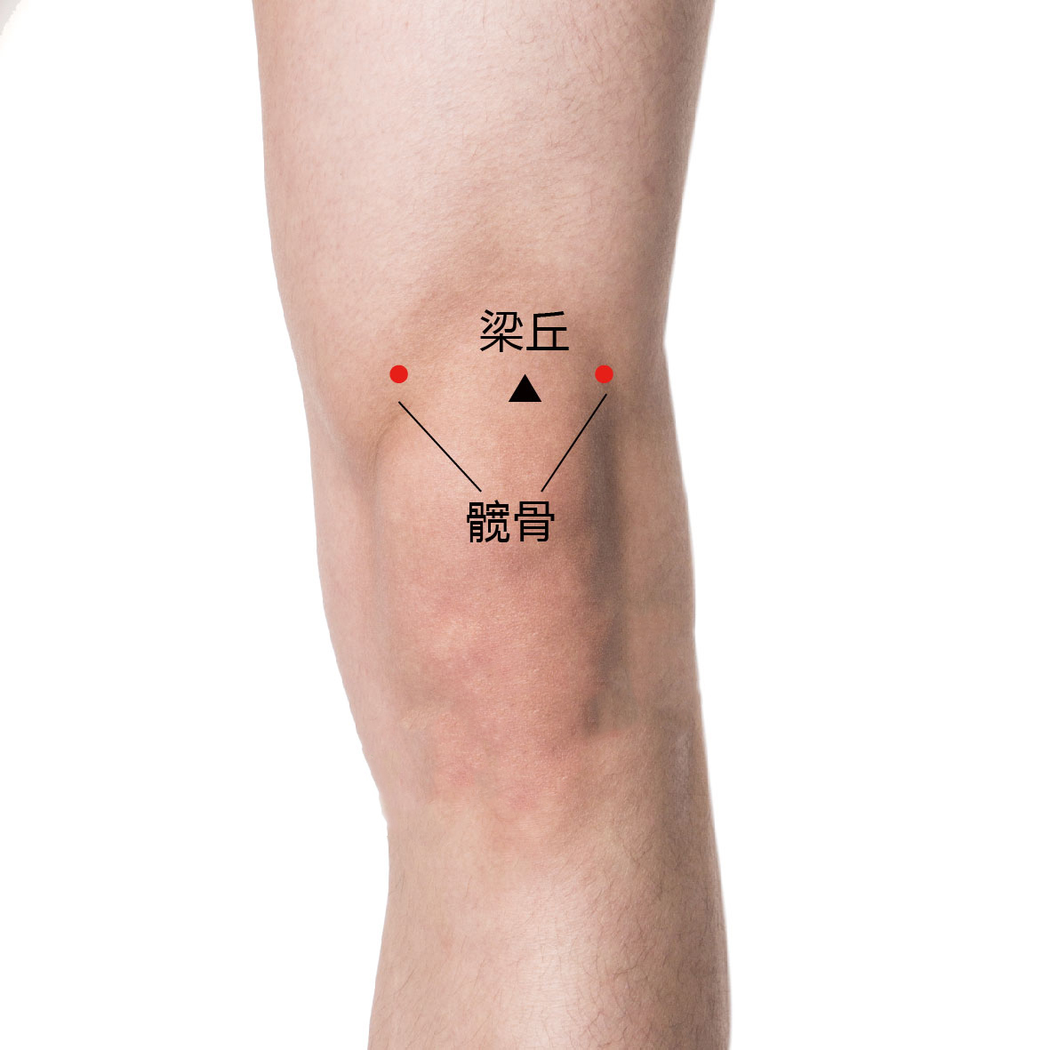 髋骨