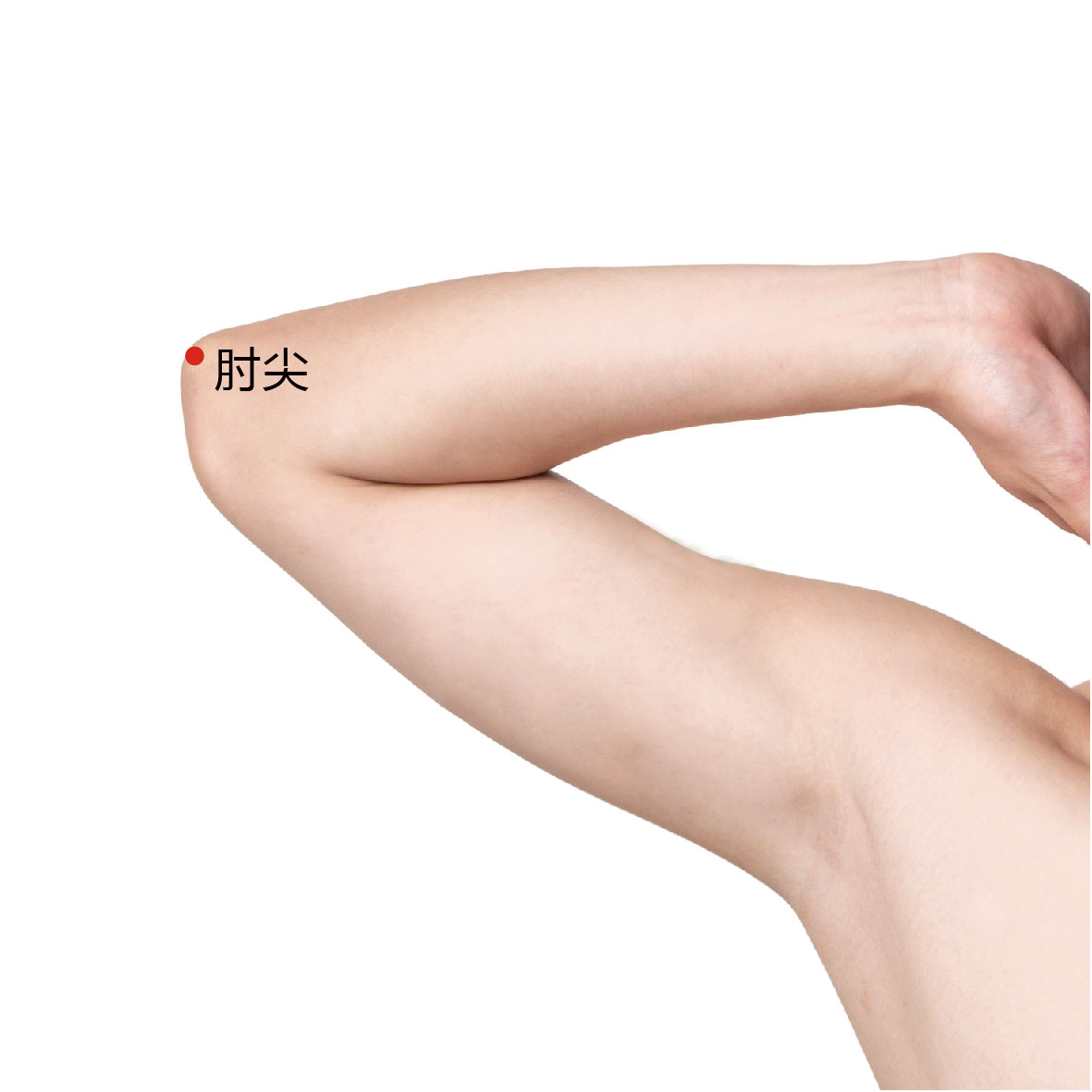 肘尖
