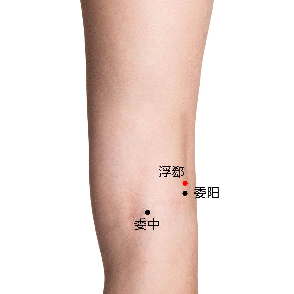 委阳