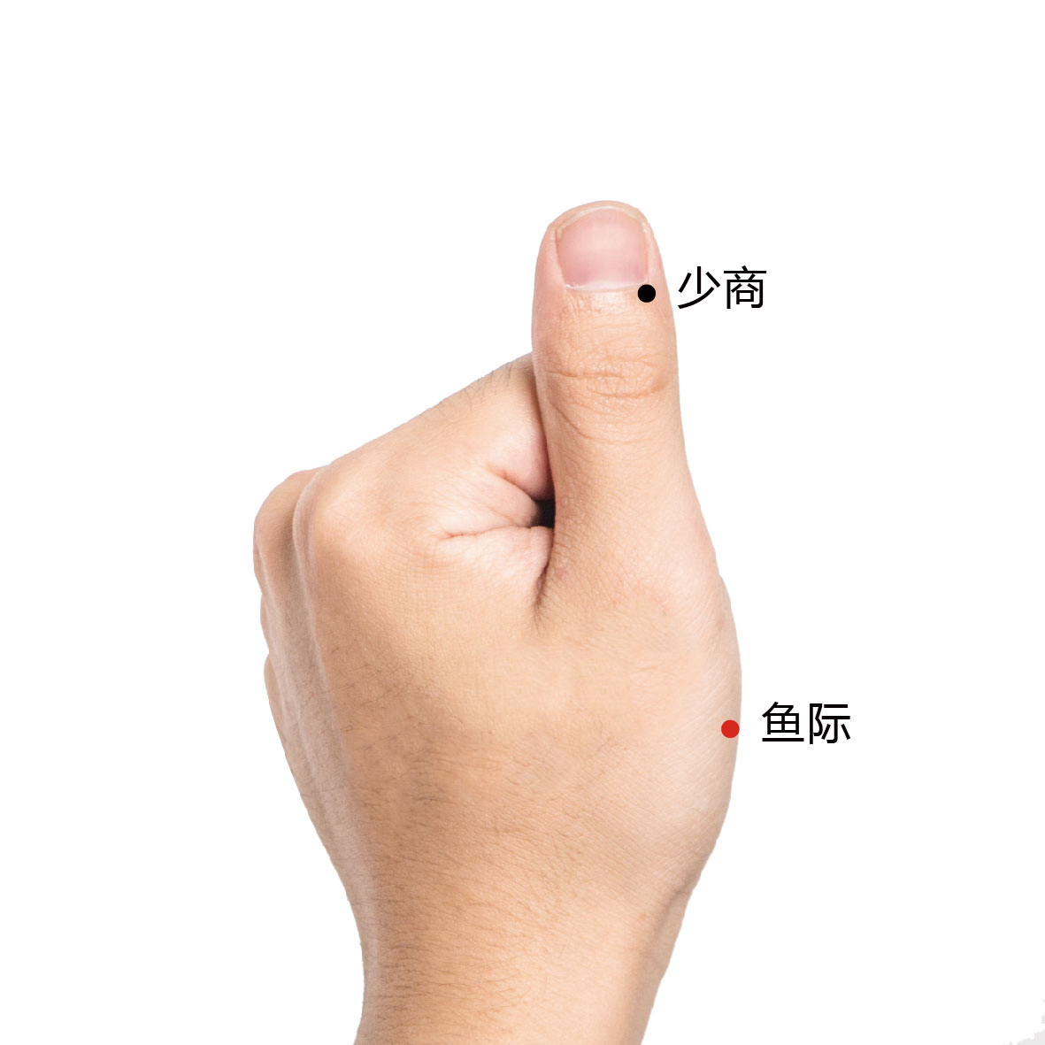 鱼际