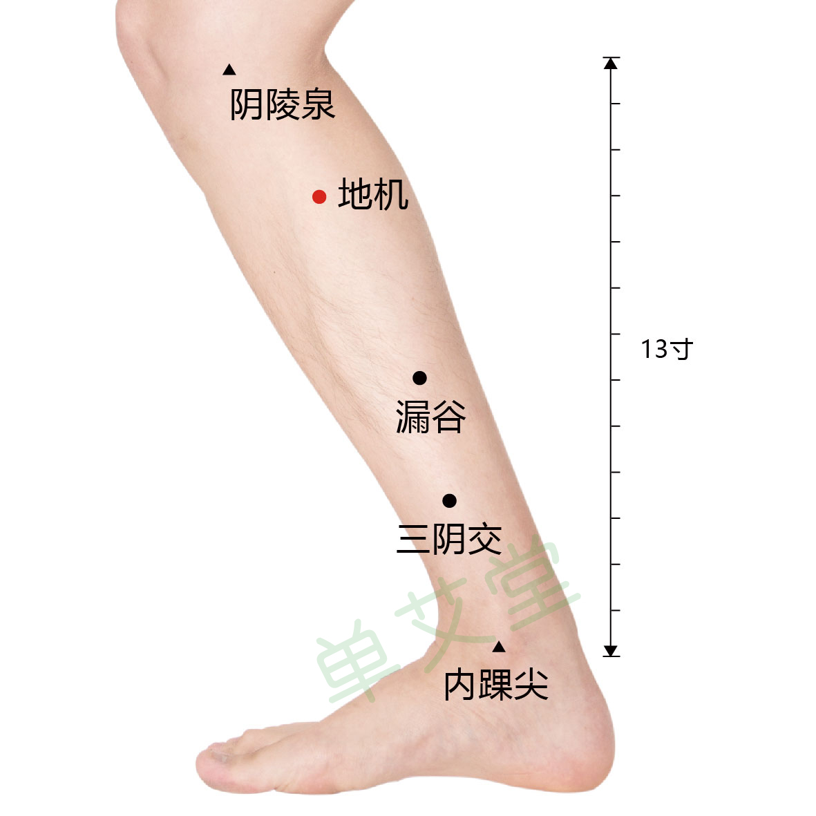 阴陵泉
