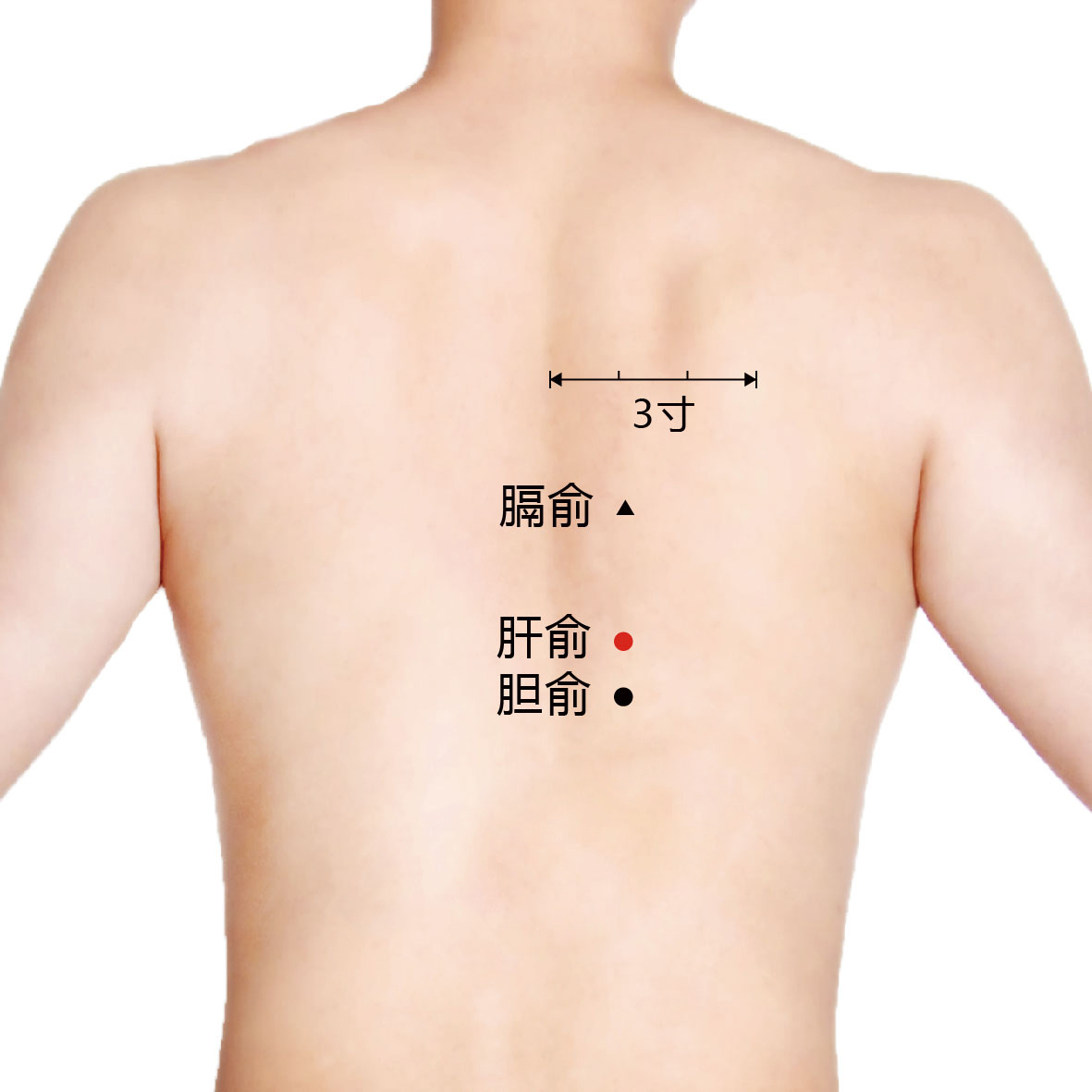 肝俞