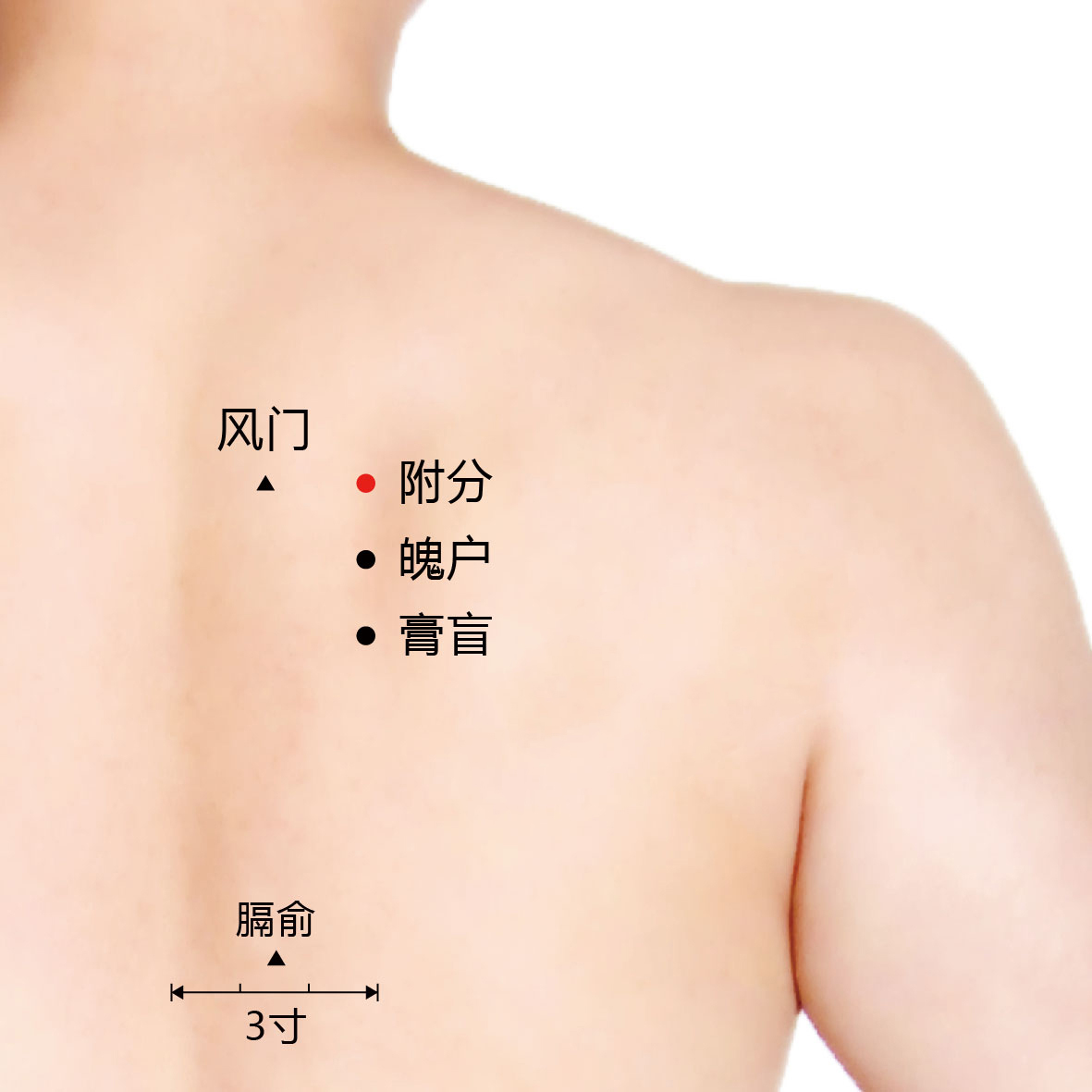 附分