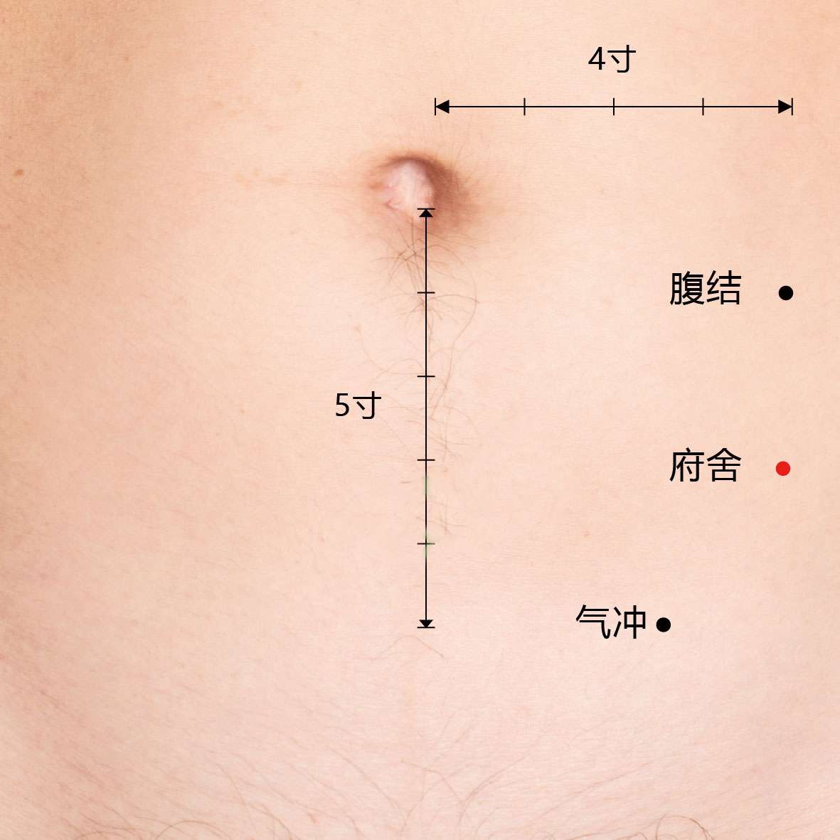 腹结