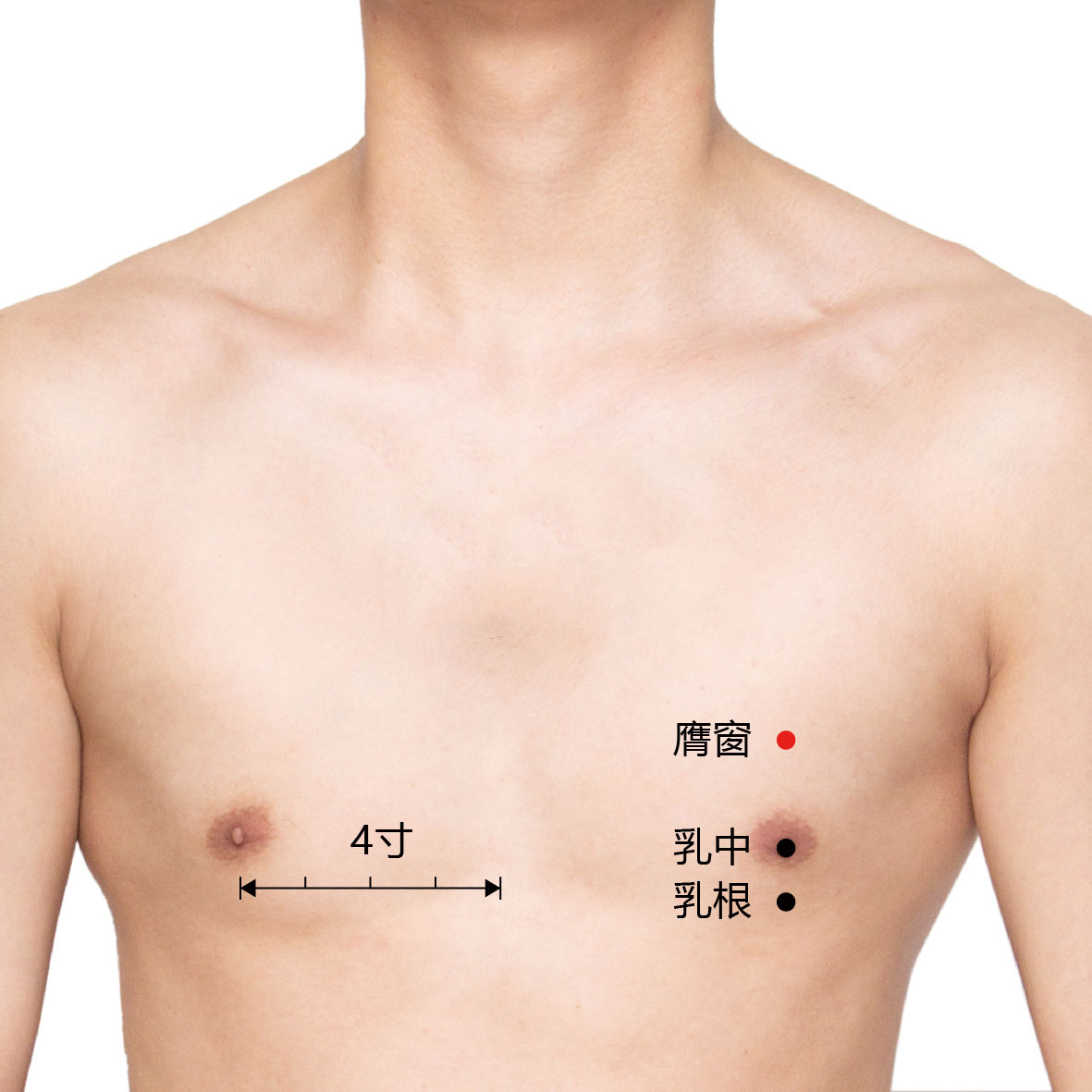 乳中