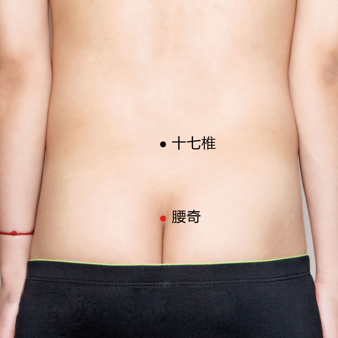 十七椎