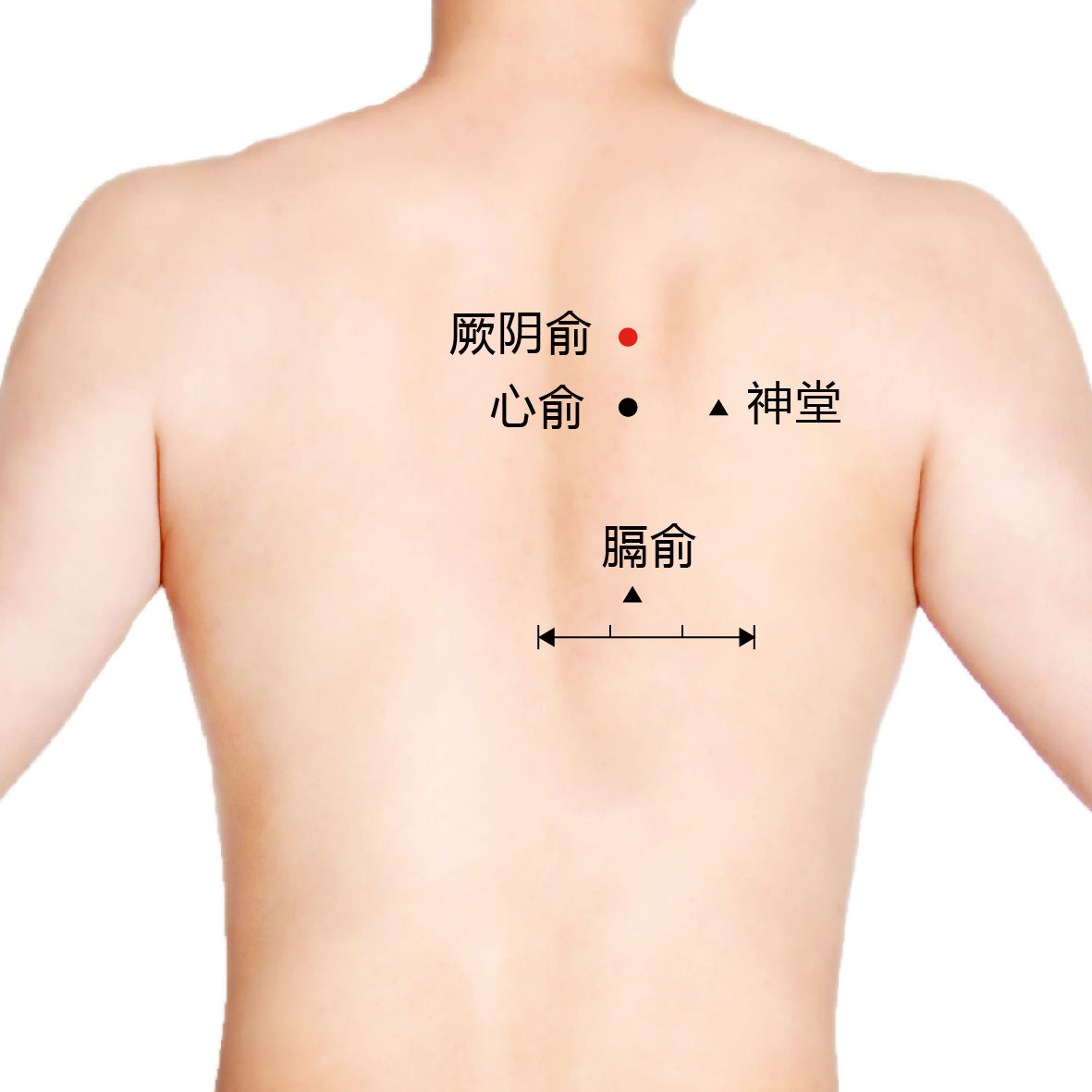 厥阴俞