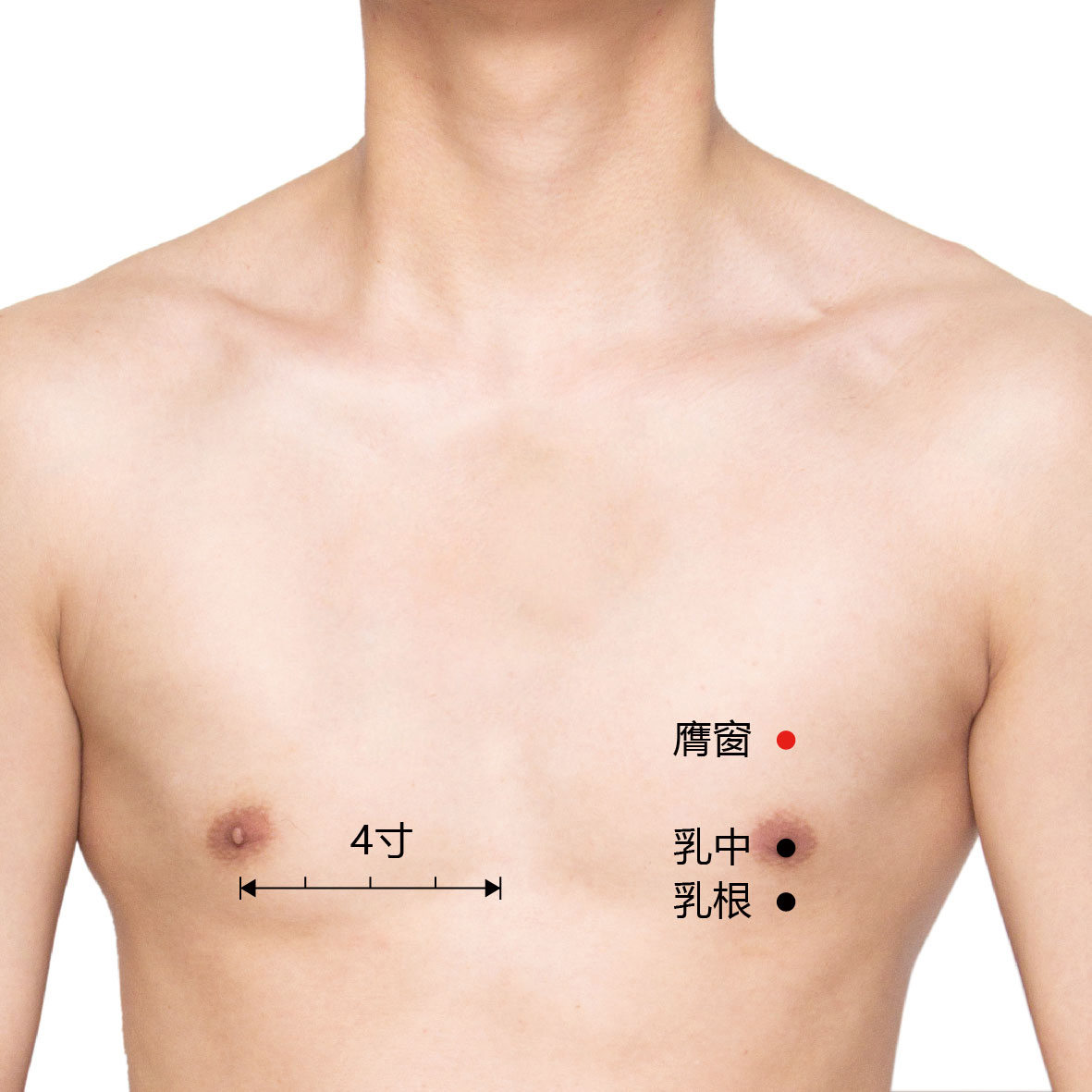 乳根